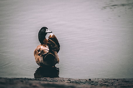 duck in body of water thumbnail