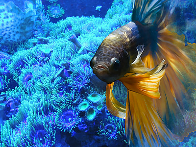 yellow and black Beta fish thumbnail