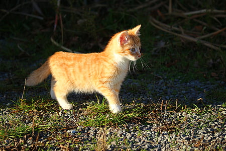 orange tabby kitten walking on grass thumbnail