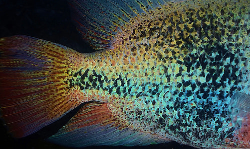 fish scale thumbnail