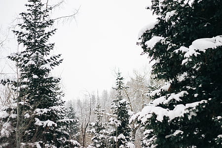 green leaf trees with snow flex at daytime thumbnail