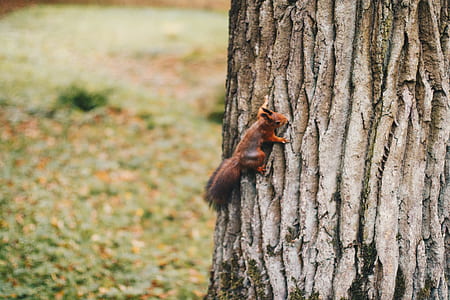 Brown Squirrel Holding on Tree thumbnail