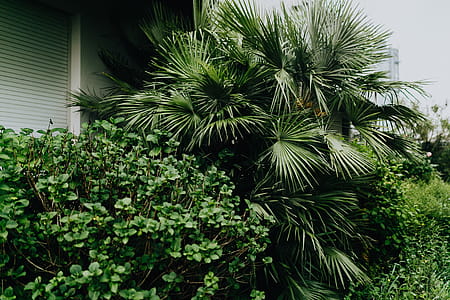 Municipal greenery thumbnail