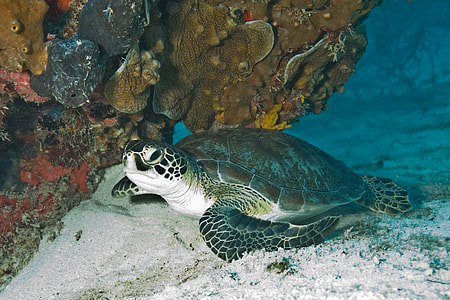 black and brown turtle thumbnail