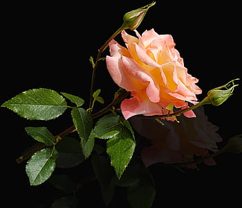 pink rose thumbnail