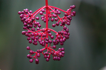 Medinilla, Medinilla Magnifica thumbnail