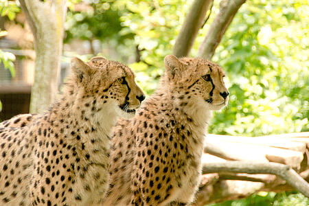 two cheetahs thumbnail