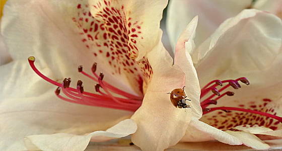 ladybug on white-and-red Peruvian lilies closeup hotography thumbnail