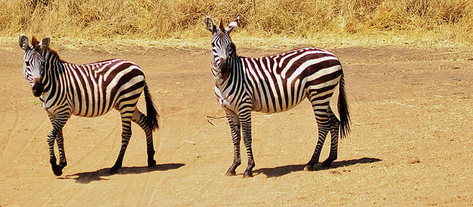 two zebras on ground during daytime thumbnail