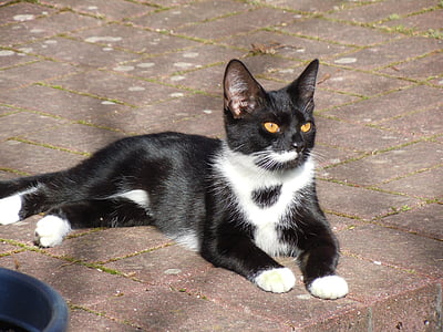 short-haired tuxedo cat lying on concrete pavement thumbnail