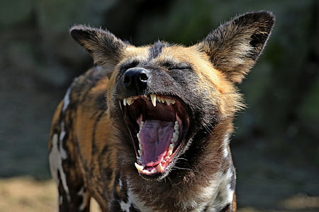 brown, black, and gray wildcat close-up photography thumbnail