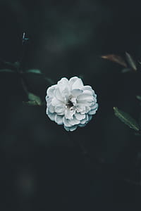 closeup photo of white petaled flower thumbnail