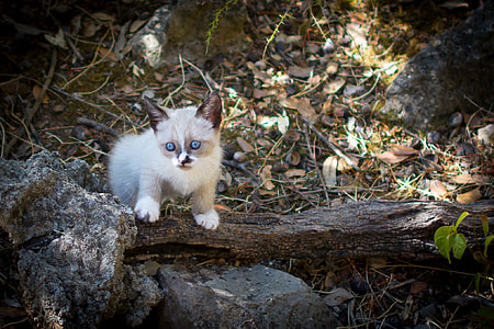 white and brown kitten on brown tree log thumbnail