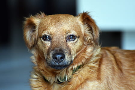 shallow focus photography of tan spitz puppy thumbnail