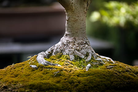 closeup photography of stem of bonsai thumbnail