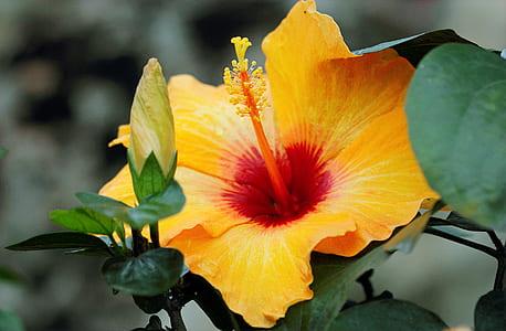 Yellow Hibiscus thumbnail