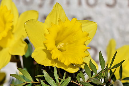 yellow petaled flower in bloom thumbnail