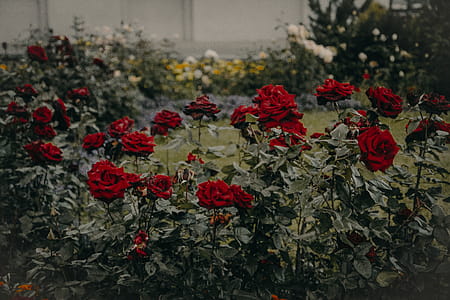 Red Roses Garden in Bloom thumbnail