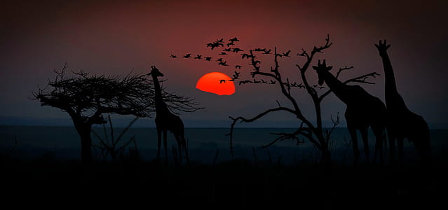 silhouette of trees and giraffe during sunset thumbnail