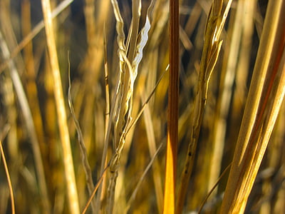 close, photography, brown, grass, plants, wheat thumbnail