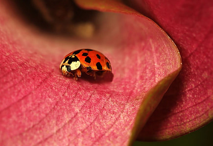 red and black ladybug on red petal thumbnail