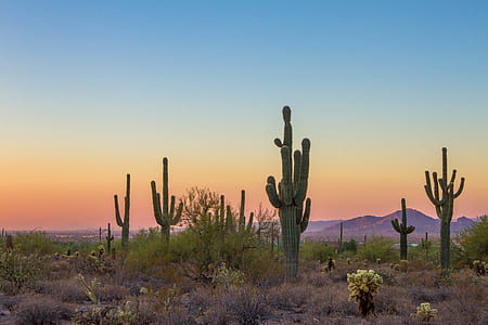 green cacti at daytime thumbnail