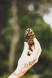 Person Holding Brown Pine Cone thumbnail