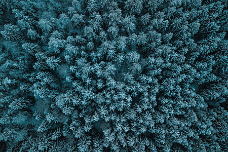 aerial view of palm trees thumbnail