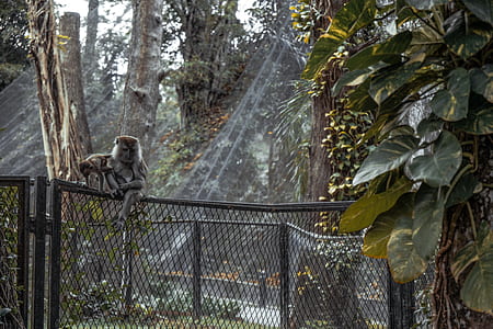 animal, park, tree, zoo thumbnail