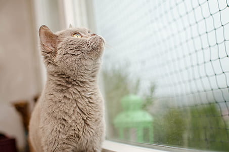 gray cat looking at window thumbnail