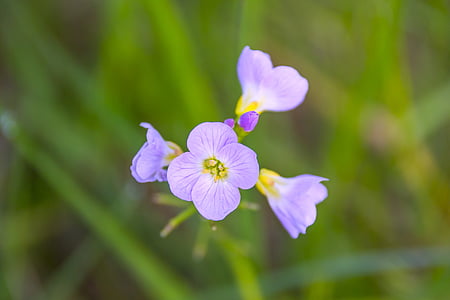 tilt shift lens photography of purple and white flower thumbnail