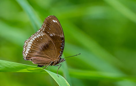 Macro Photography of a Butterfly thumbnail