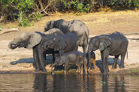 five elephants standing near body of water thumbnail