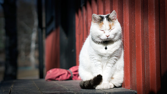 white and black cat leaning on red steel mesh thumbnail