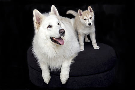 adult white Japanese spitz and white and copper Siberian husky puppy thumbnail