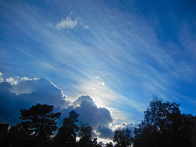 silhouette of trees during sunset thumbnail