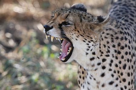 selective focus photography of cheetah yawing during daytime thumbnail