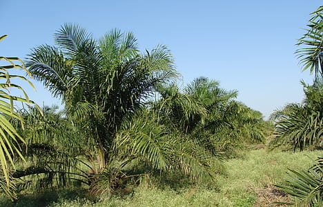 green trees thumbnail
