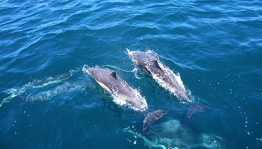 two dolphins thumbnail