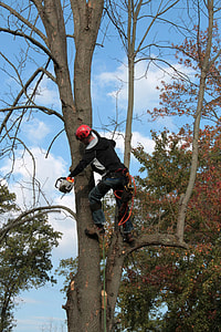 man climbing on withered tree holding chainsaw thumbnail