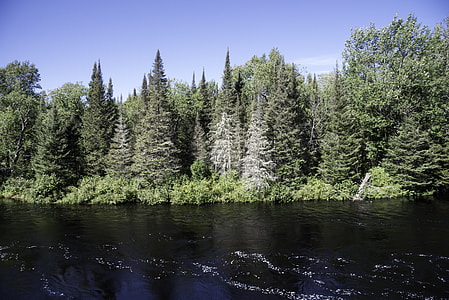 Pine Trees on the opposite shore in Van Riper State Park, Michigan thumbnail