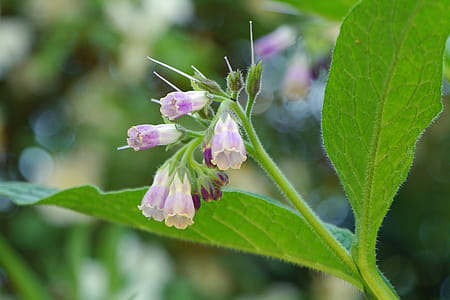Comfrey is a perennial herb native to Europe. The typical 2-3½ feet tall plants produce blue, pink, purple, or white bell-shaped flowers and large leaves throughout the summer, with the first flowers opening in late April or early May. Comfrey shout not be used internally. However, comfrey is a source of Allantoin which is often found as an ingredient in skin care preparations. Comfrey is also known by the names �knitbone,�� �slippery root,�� �bruisewort,�� and �blackwort.�� thumbnail