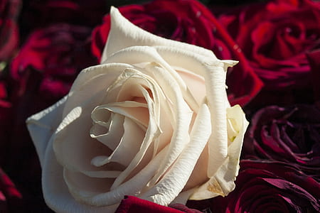white rose surrounded with red roses thumbnail