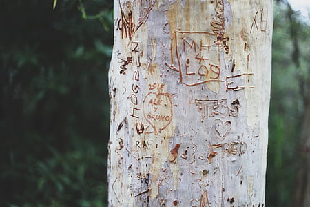 tree with carved text shallow focus photography thumbnail
