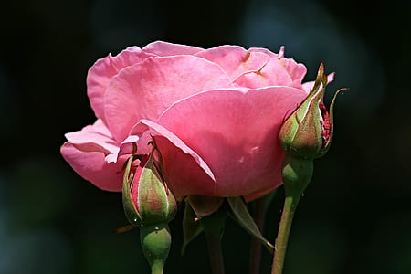 rose, pink, bud, rose bloom, rose bud, close thumbnail