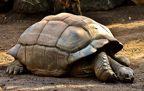 brown giant tortoise on dirt ground thumbnail