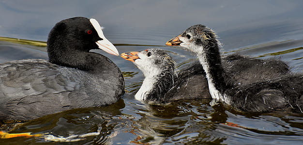 closeup photo of three ducks on body of water thumbnail