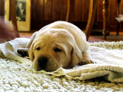 brown puppy lying on rug thumbnail