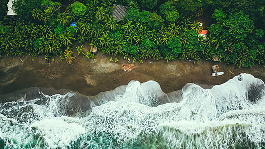 aerial view of brown beach shore with trees thumbnail