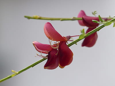 selective focus photography of red flowers thumbnail